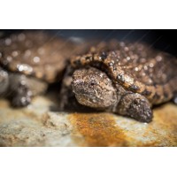 Tortuga Mordedora - Chelydra serpentina Tortuga Mordedora - Chelydra serpentina